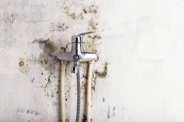  Nashvle, IL Mold Removal Pros