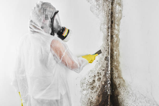 Best Crawl Space Mold Remediation in Nashvle, IL