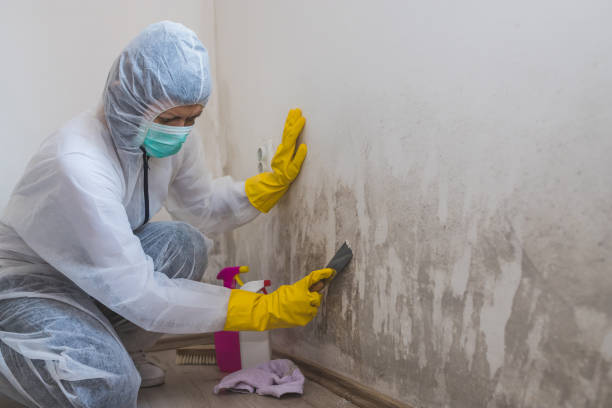 Nashville, IL Mold Remediation Company
