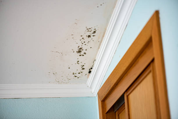 Best Health and Safety Mold Remediation in Nashvle, IL