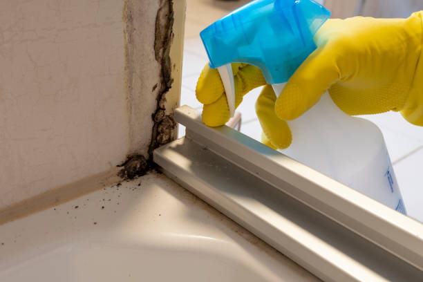 Best Insurance-Related Mold Remediation in Nashvle, IL