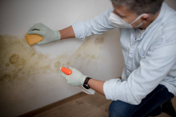 Best HVAC Mold Remediation in Nashvle, IL