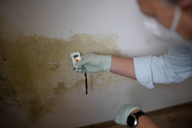 Best Preventive Mold Services in Nashvle, IL