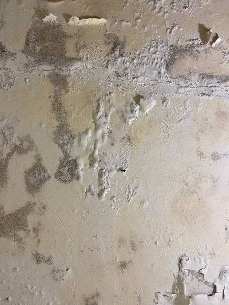 Best Preventive Mold Services in Nashvle, IL