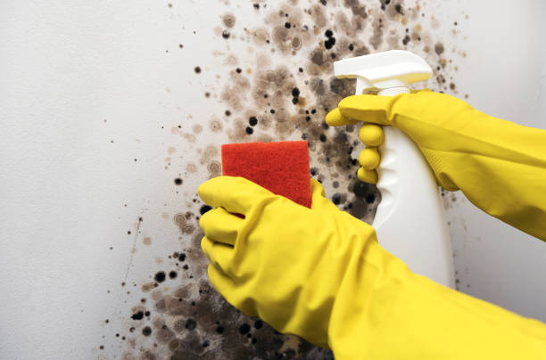 Best Localized Mold Remediation (e.g., coastal areas, humid climates) in Nashvle, IL
